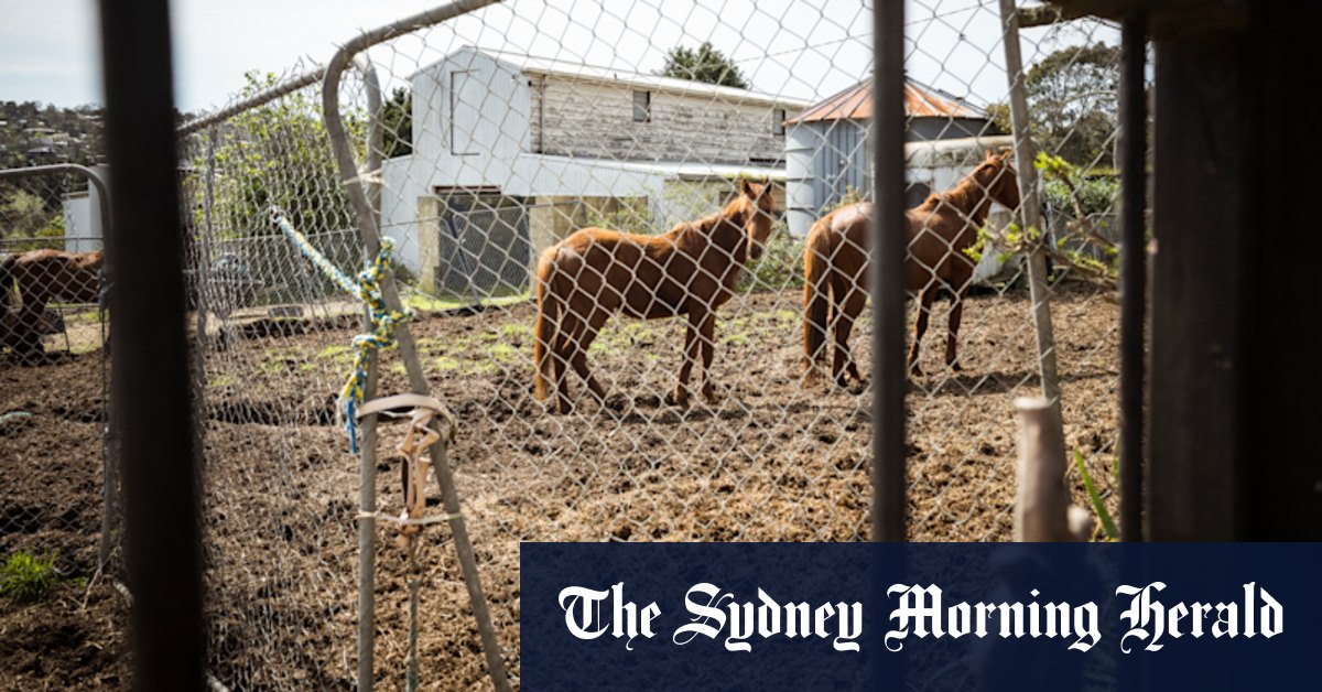 Starving and dead horses at ex-trainer’s ‘farm of horrors’