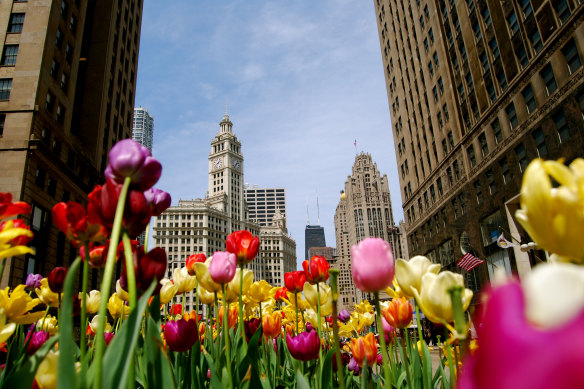 The iconic Wrigley Building built by chewing gum tycoon William Wrigley Jnr.