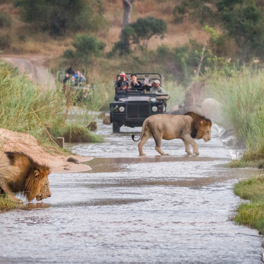 Rogue Rubin highlights the plight of African wildlife through her undercover work targeting big-game trophy-hunting.