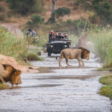 Rogue Rubin highlights the plight of African wildlife through her undercover work targeting big-game trophy-hunting.