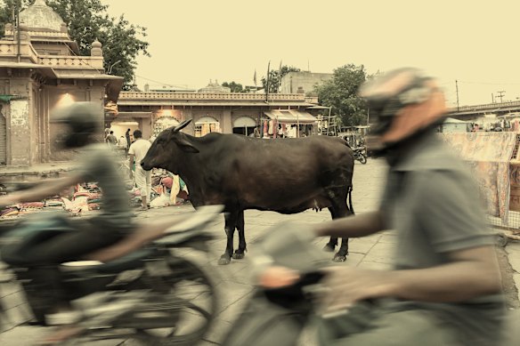  Traffic will always part for a cow in India, including this one in Jodhpur in 2019.