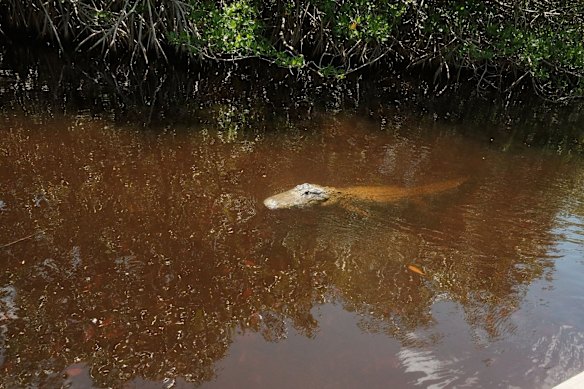 An alligator comes up for air in the Everglades.