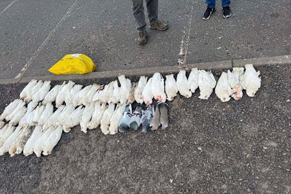 Some of the dead corellas and pigeons collected by wildlife volunteers in Springvale South at the weekend. The RSPCA and the Conservation Regulator are investigating the incident.
