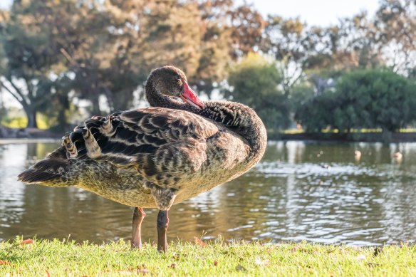 One of two cygnets remaining of 32 photographed at South Perth’s black swan habitat.