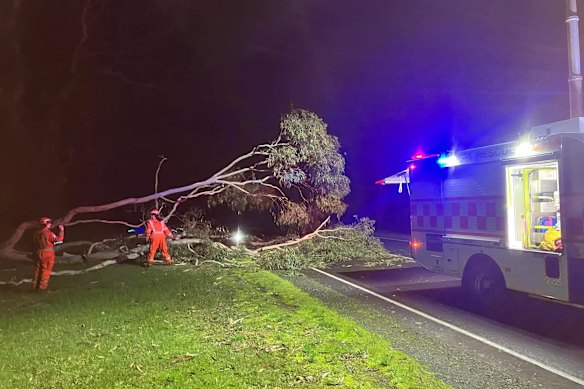 SES workers at the site of a fallen tree. Emergency workers have responded to more than 800 calls for help in the 24 hours from 7am on Friday.