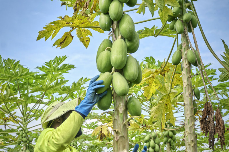 Mackay also grows a large crop of papaya.