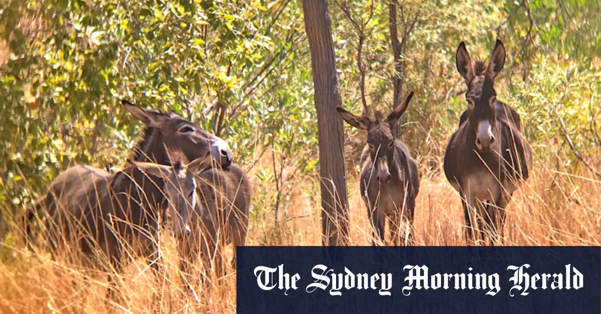 More than 100 donkeys to be shot after Kimberley station owner loses long-running court battle