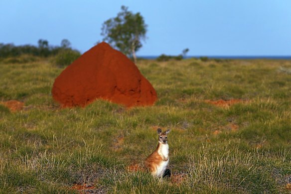 Barrow Island inhabitants include small kangaroos, big perentie lizards, turtles and many native fauna species eradicated from the mainland.