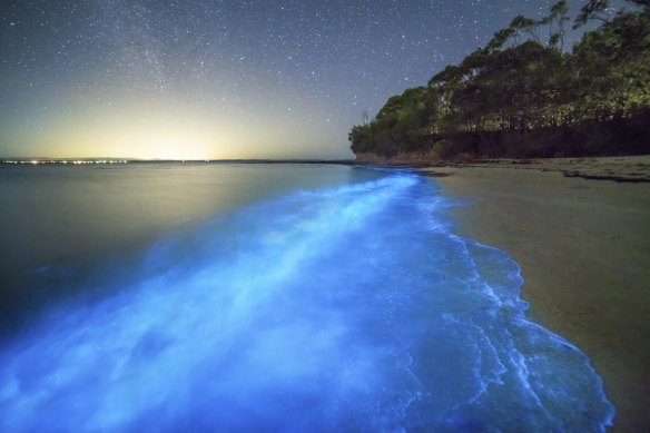 Bioluminescent algae successful  Jervis Bay; beautiful, but a harbinger of clime  alteration  damage.