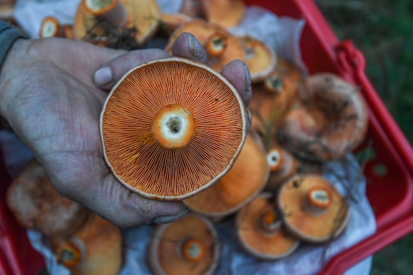 Foraged mushrooms have been off the menu at Good Food.