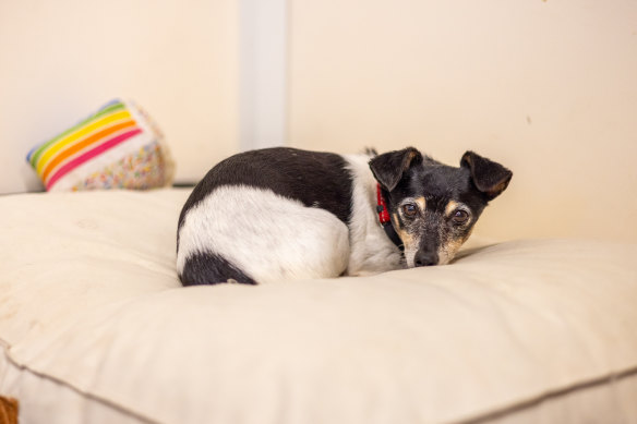 Jack Russell terrier Flossy* had to be surrendered to the RSPCA due to Perth’s diabolically low rental vacancy rate.