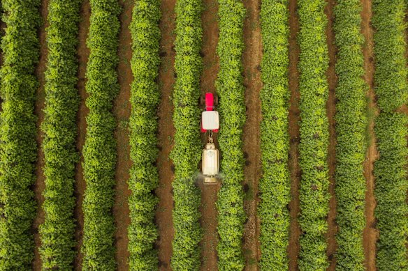 A coffee plantation in Brazil. Coffee bean prices around the world have jumped.