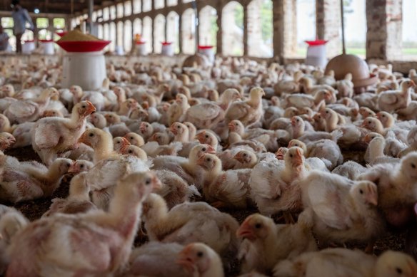 A highly   pathogenic signifier  of vertebrate  flu tin  look   erstwhile   it mutates wrong   high-density poultry flocks.