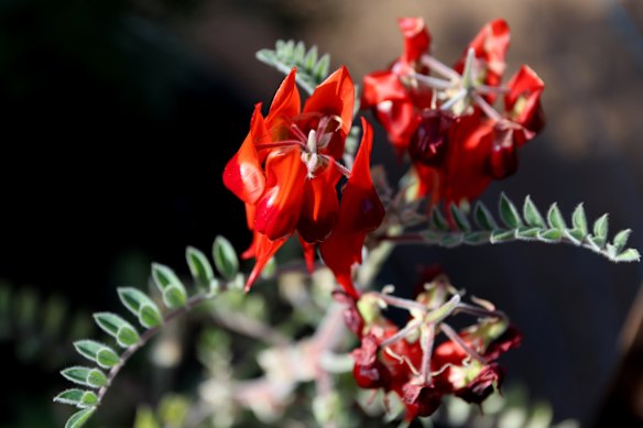 Blooming desert.