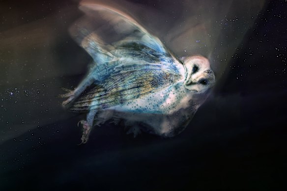  Crispin’s Lumachrome Glass Print and chemigram of roadkill Australian Masked Owl.