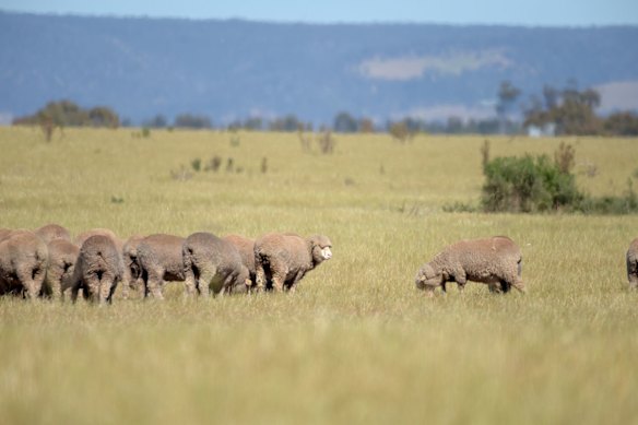 WA Farmers to flood Perth CBD with trucks on Friday