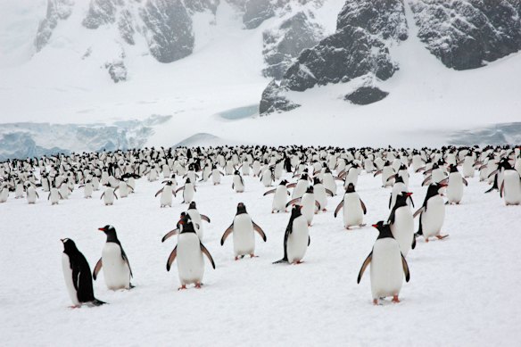 Penguins on the Antarctic Peninsula.