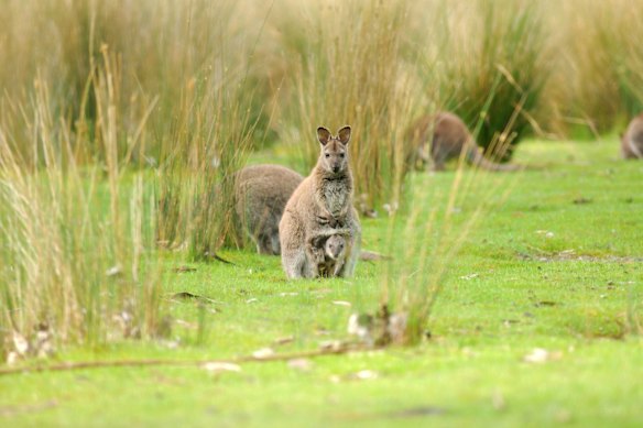 The Briars wallaby population is usually about 30 animals, but this has soared to 150.