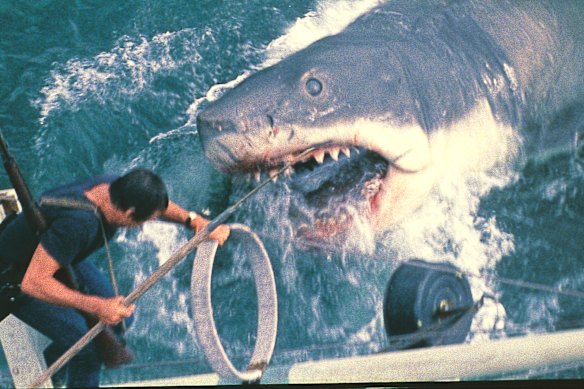  Steven Spielberg’s Jaws was scheduled to screen at Streets Beach in the Brisbane International Film Festival.