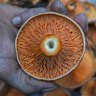 Les champignons séchés étaient hors du menu de bonne nourriture.