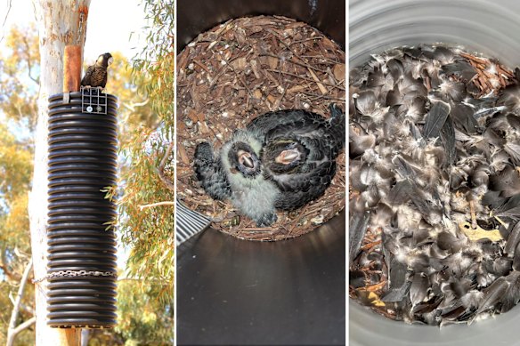L-R: Triple One above a nest; The hoped-for sight; The remains found instead.