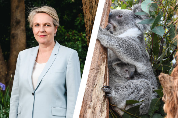 Environment Minister Tanya Plibersek may be asked to approve up to 140 developments that could worsen the koala extinction crisis.