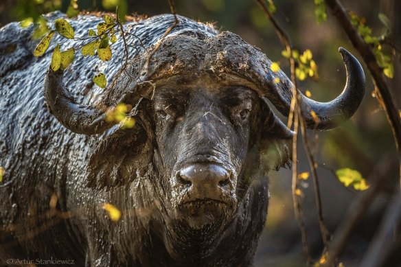 Nkonzi … where buffalo roam.