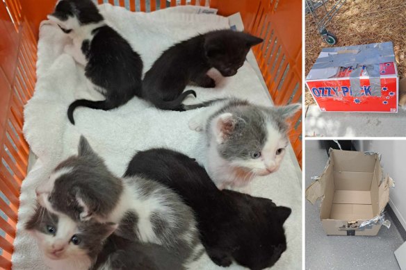 The kittens were found dumped, duct-taped into a box.