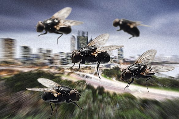Are Perth’s flies getting worse? You may be surprised. 