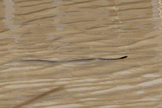 Photo d'archive d'un serpent dans les eaux de crue.