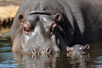Hippos are the plaintiffs in the ongoing Pablo Escobar case.