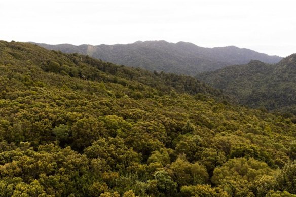 The 80-year-old man had been walking the Kauaeranga Kauri Trail near Thames, on New Zealand’s North Island.
