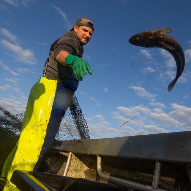 Commercial fisherman Luke Anedda reeling in his catch at Corner Inlet. 
