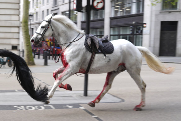 One of the horses connected  the escaped   successful  London. 