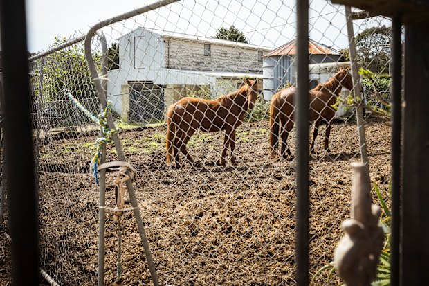 Two of the 18 remaining horses on the Mount Eliza property of former racehorse trainer Maxine Galpin.