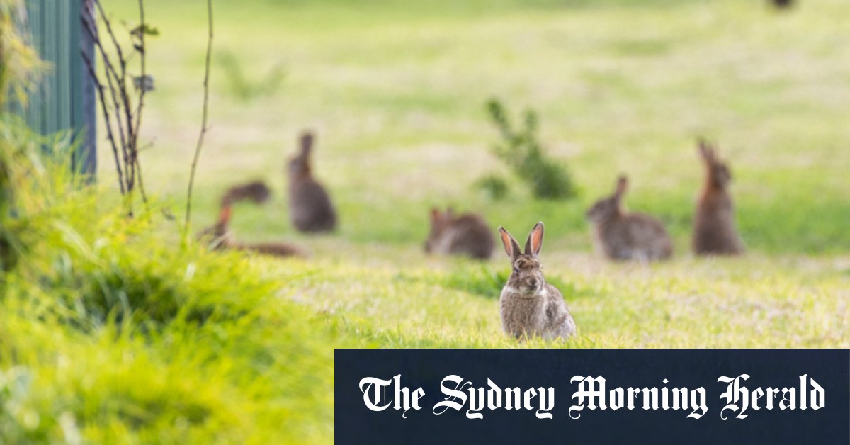 Residents battle “marauding” rabbits destroying gardens and farms