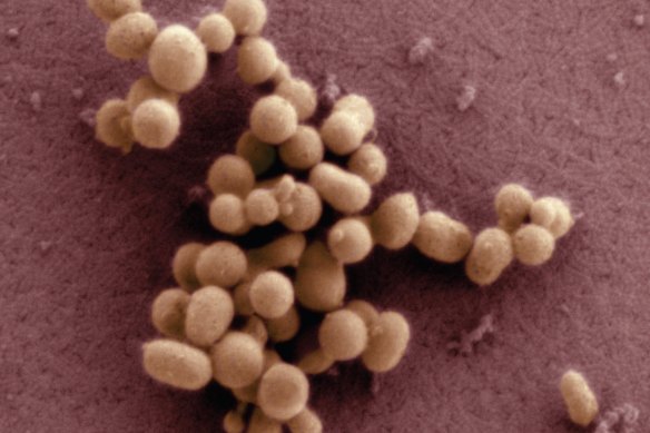  also known as Synthia, a single-celled bacteria with a synthetic chromosome.