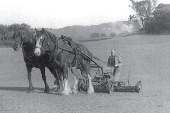 Tom Houghton pictured on the Portsea golf club’s current 18th fairway using a horse-drawn mower circa 1947. Published in Within a Bull’s Roar, the club’s 75th anniversary book.