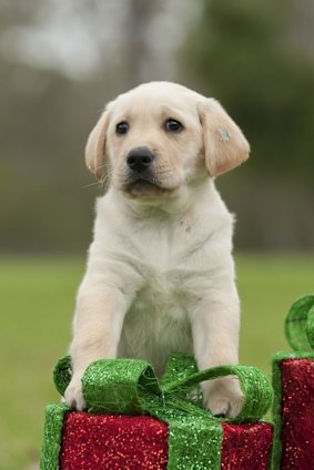 A Christmas puppy could sound great on paper, but make sure it’s something they really want.