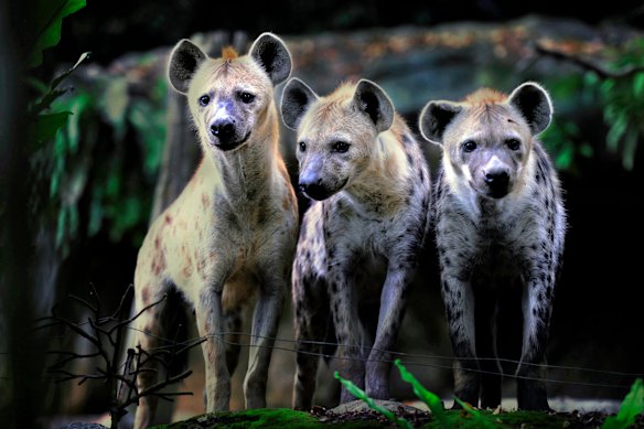 Spotted hyenas at Mandai Wildlife Reserve, Singapore.