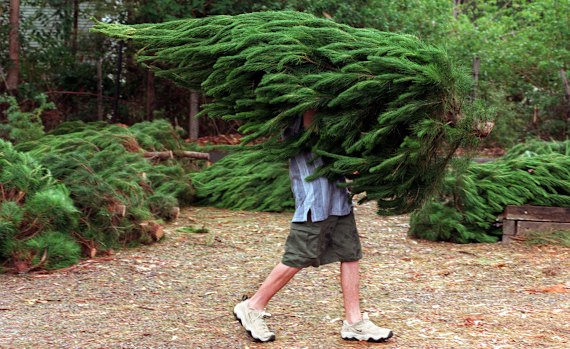 Uprooted for your festive cheer.