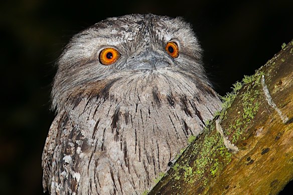 Birds, including tawny frogmouths (pictured), are frequently killed by second-generation rodent poisons.