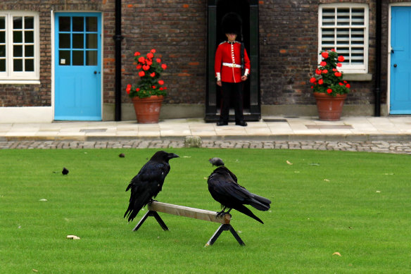 Ravens at the Tower of London with Royal Guards in the background.