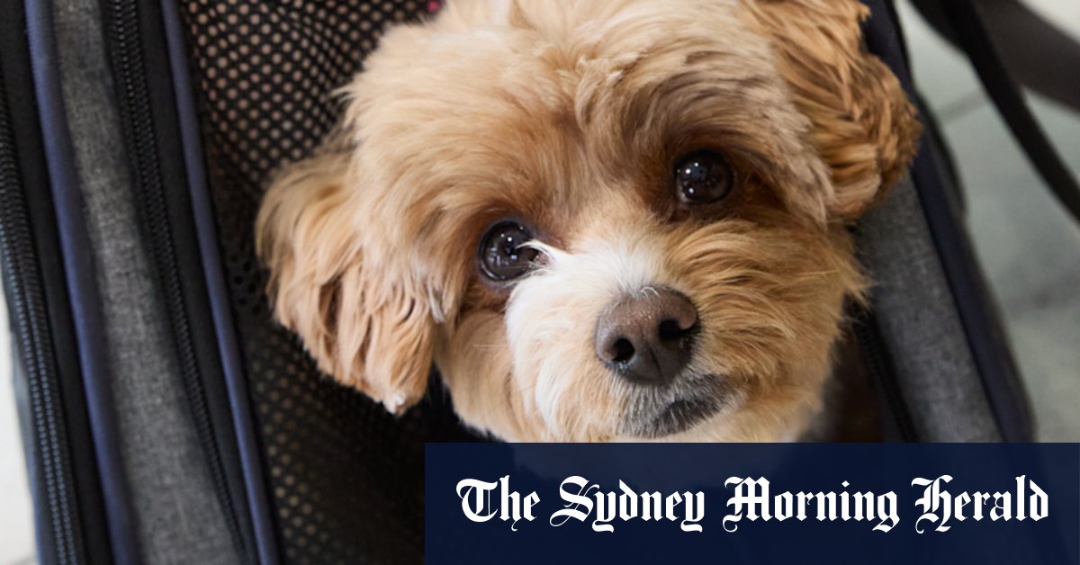 Australian airline begins allowing small dogs and on flights ASX:VGN