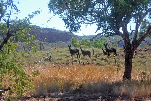 Wild donkeys on Kachana Station in the Kimberley.