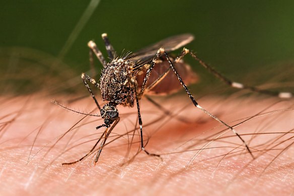 Two people died in Queensland earlier this year after contracting Japanese encephalitis virus (JEV). 