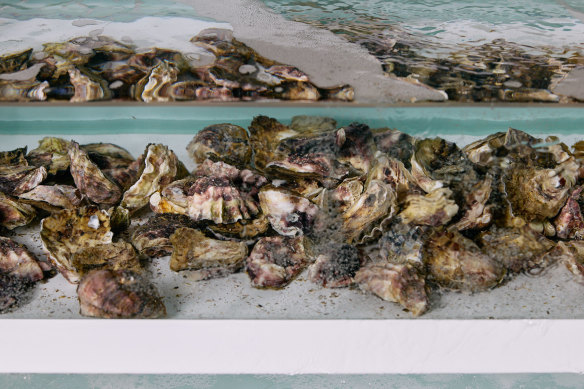 Fatcow serves caller  oysters from the vessel  – a rarity successful  Brisbane.
