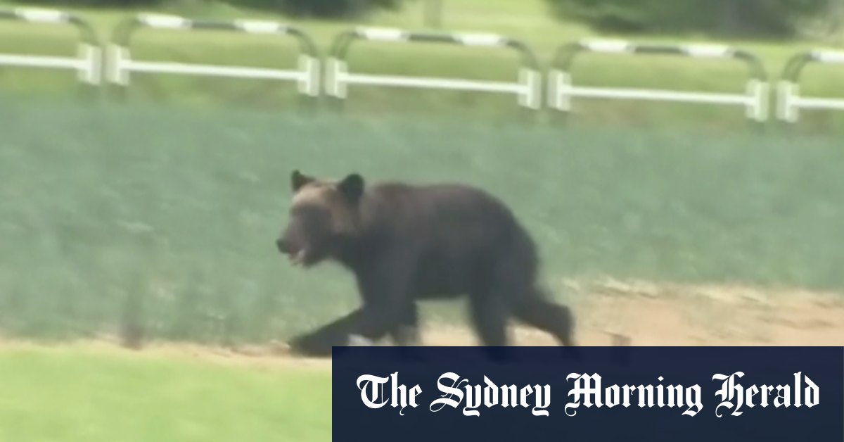 Japan calls in the army after 10 people killed by bears