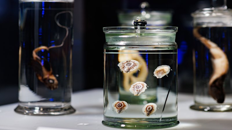 The WA Museum exhibition taking a deep dive into the unknown