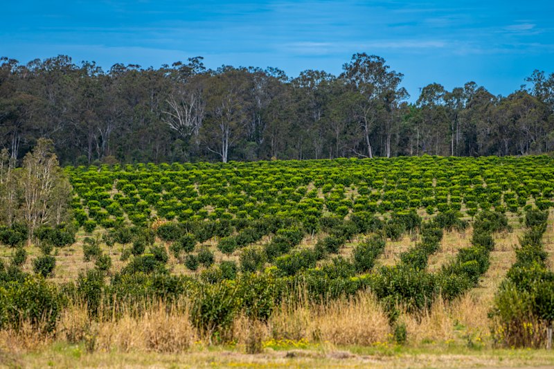A macadamia orchard at Lawrence in northern NSW is part of the Arrow portfolio.